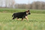 BERGER ALLEMAND 1183